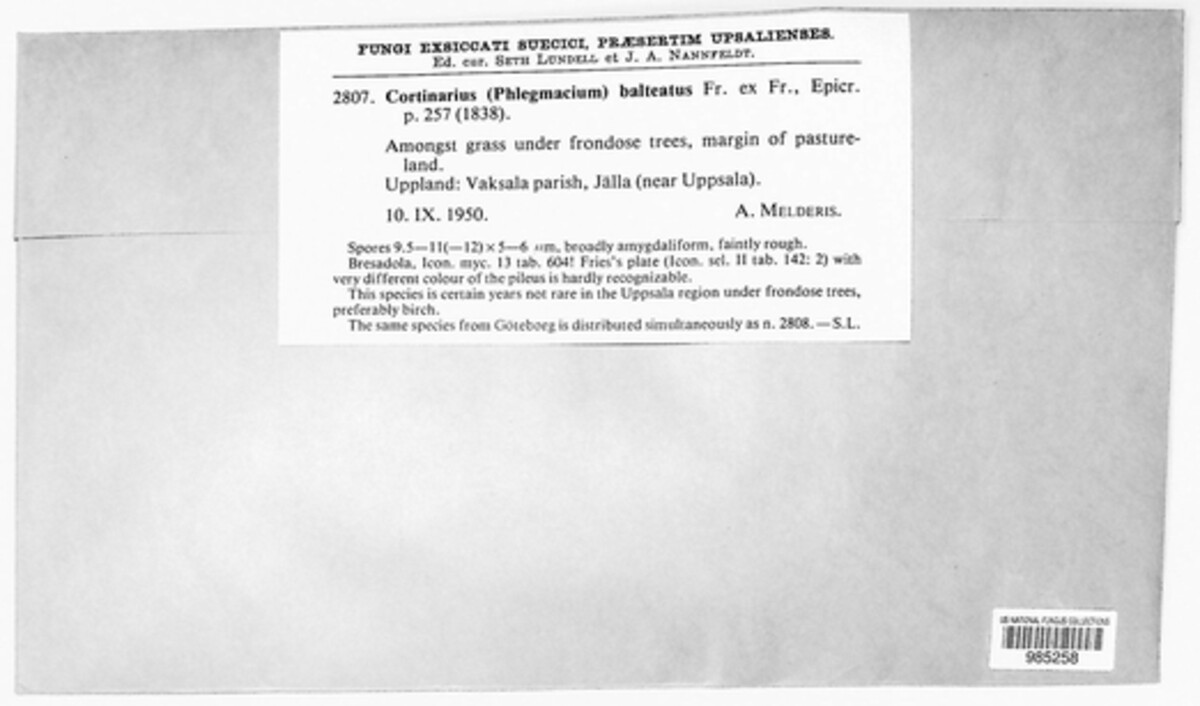 Phlegmacium image